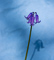 t_D6987_The_Shadow_of_a_Bluebell.jpg
