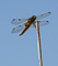 t_D7032_Four-Spotted_Chaser.jpg