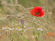 t_D7114_Flower_meadow.jpg