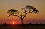 t_D7393_African_Sunset.jpg