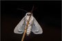 t_D7394_The_Miller_Moth.jpg