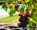 t_D7515_Grapes_growing_on_the_vine.jpg