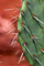 t_D7580_Cactus_spikes.jpg