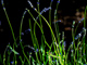 t_D7581_Dragonfly_resting_in_front_of_linear_stems.jpg