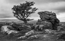 t_D7615_Crag_with_Tree_-_Dartmoor.jpg
