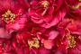 t_D7642_Japanese_Camellia_Blooms.jpg