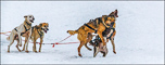 t_D7678_Sledding_dogs_at_the_ready.jpg