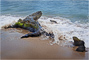 t_D7849_St_Lucian_Beach_Dragon.jpg