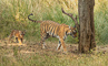 t_D7914_Tigers_with_cub_-_Ranthanbore_India.jpg