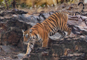 t_D8249_Tigress_Rhiddi_-_Ranthembore_NW_India.jpg