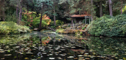 t_D8253_Japanese_garden.jpg
