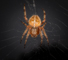 t_D8257_Garden_Spider.jpg