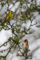 t_D8261_Siskin_and_Goldfinch.jpg