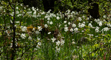 t_D8266_Narcissus_poeticus_in_the_wild.jpg