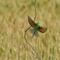 t_D8272_Bee_Eater.jpg