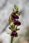 t_D8329_Ophrys__garganica_.jpg