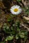 t_D8345_Woodland_Daisy.jpg