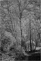 t_D8346_The_path_into_the_woods.jpg
