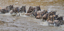 t_D8352_Wildebeest_Crossing_the_Mara.jpg