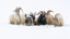 t_D8373_Wild_Icelandic_Goats__Thin_Pickings.jpg