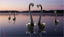 t_D8376_Swan_Lake.jpg