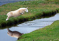 t_P1136_Sheep_Leaping.jpg