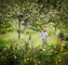 t_P1716_In_the_Orchard.jpg