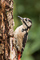 t_P2108_Great_Spotted_Woodpecker.jpg