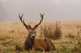 t_P2217_Resting_Stag.jpg