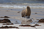t_P2269_Australian_Sea_Lion.jpg