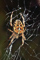 t_P4992_Common_Garden_Spider_Araneus_diadematus.jpg
