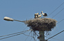 t_P4993_Storks_nest_Romania.jpg