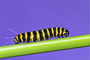 t_P5001_Cinnabar_Moth_Caterpillar.jpg