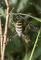 t_P5002_Wasp_Spider.jpg