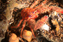 t_P5320_Squat_lobster_Croatia.jpg