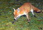 t_P5322_A_fox_looking_for_food.jpg
