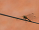 t_P5411_Female_Darter_Dragonfly.jpg