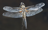 t_P5460_Dragonflies_35.jpg