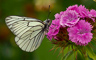 t_P5477_White_black_veined_butterfly.jpg