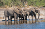 t_P5649_Elephant_family_Botswana.jpg