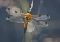 t_P5663_Four_spotted_Chaser.jpg