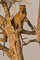t_P5826_Leopard_in_a_tree.jpg