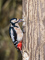 t_P5829_Great_spotted_woodpecker.jpg