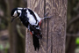 t_P5872_Woodpecker.jpg