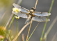 t_P5987_4spot_dragonfly.jpg