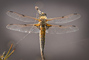 t_P6007_Four_spotted_chaser_dragonfly.jpg