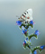 t_P6025_Apollo_Butterfly_in_Alpine_Meadow.jpg