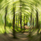 t_P6106_A_Swirl_of_Trees.jpg