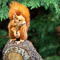 t_P6109_Red_squirrel_in_the_wind.jpg