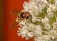 t_P6161_Hover_fly_at_work.jpg